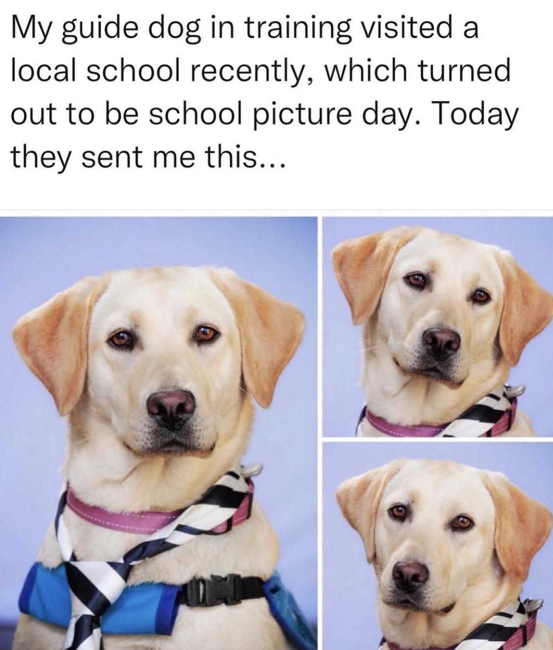 My dog got to be included in school picture day!