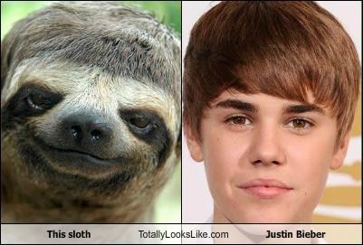 Poor sloth