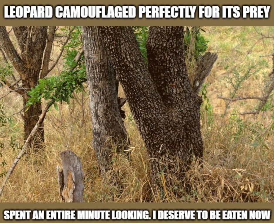 This took me way too long to see it, nature knows how to do camouflage