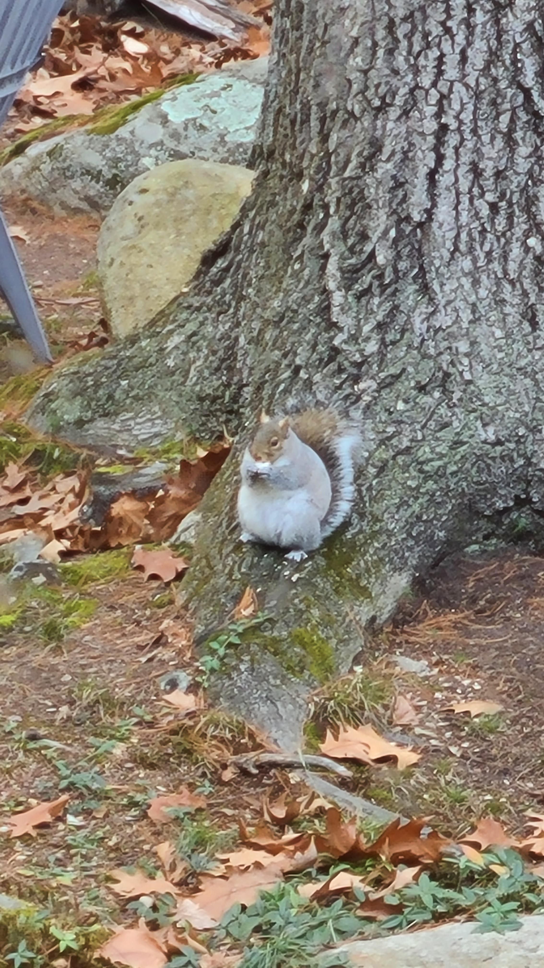 Forget winter, this squirrel in my backyard's getting ready for the Ice Age
