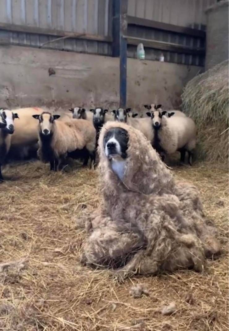 Woof in sheep's clothing.