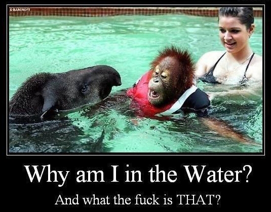I guess it's a tapir, but I might be wrong