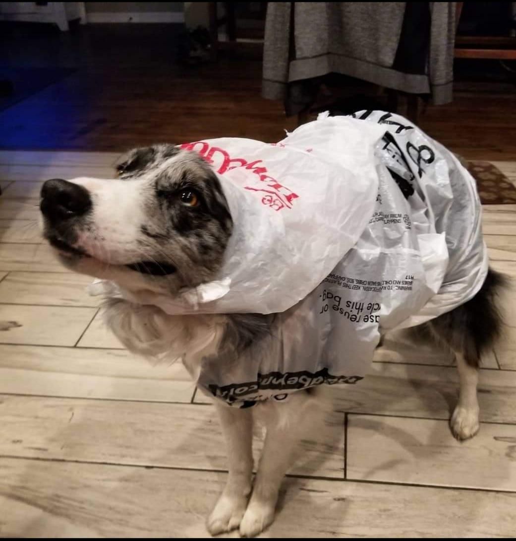 My dog chases Coyotes but won't go pee in the rain unless I cover her with plastic bags.