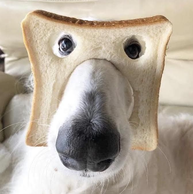 Pure Bread Dog