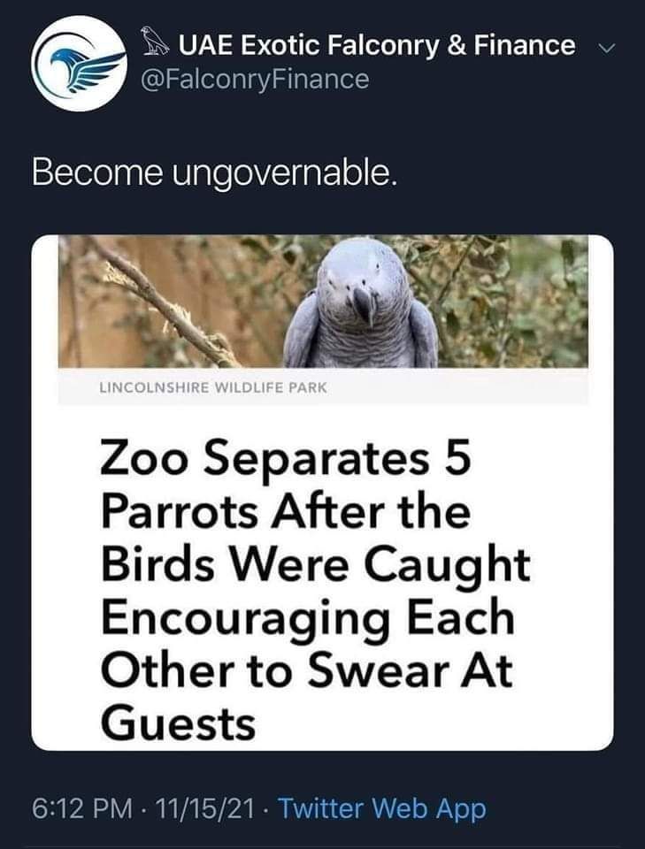 Parrot gangs