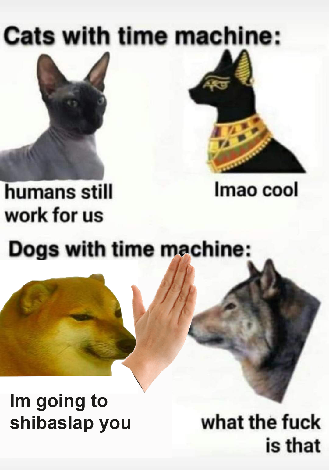 Doge Evolution