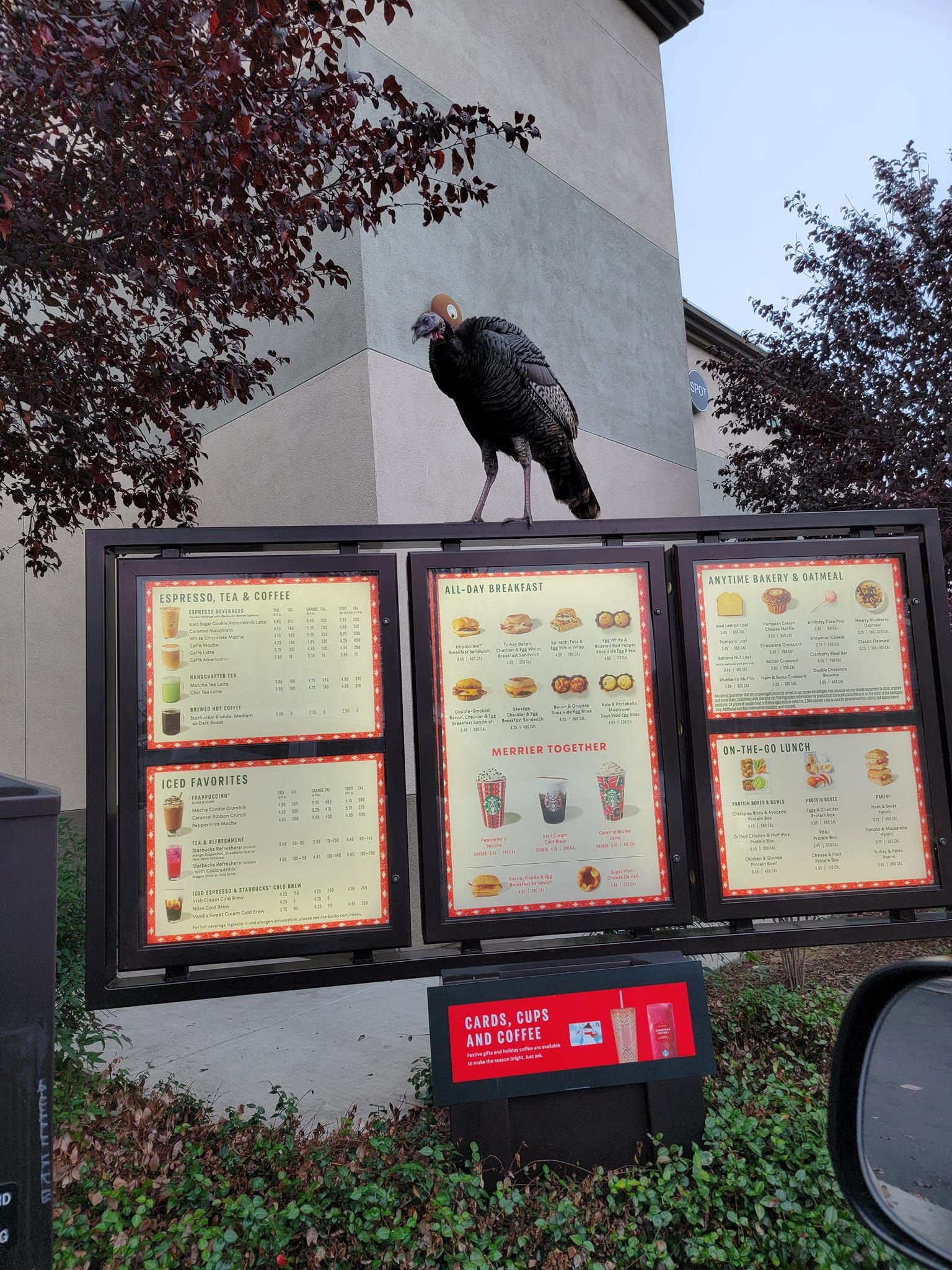 Went to get Starbucks this morning and saw that they had turkey on the menu.