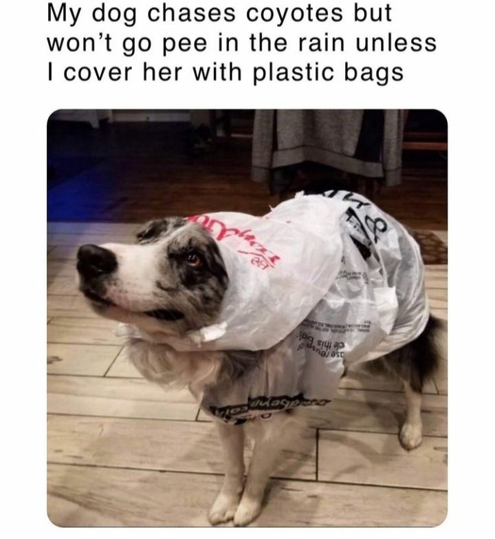 Pussy dog