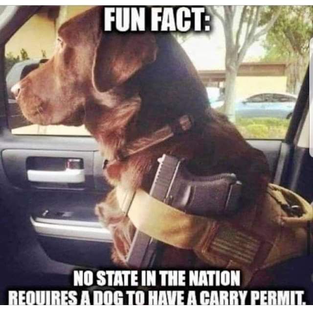 Tactical doggo