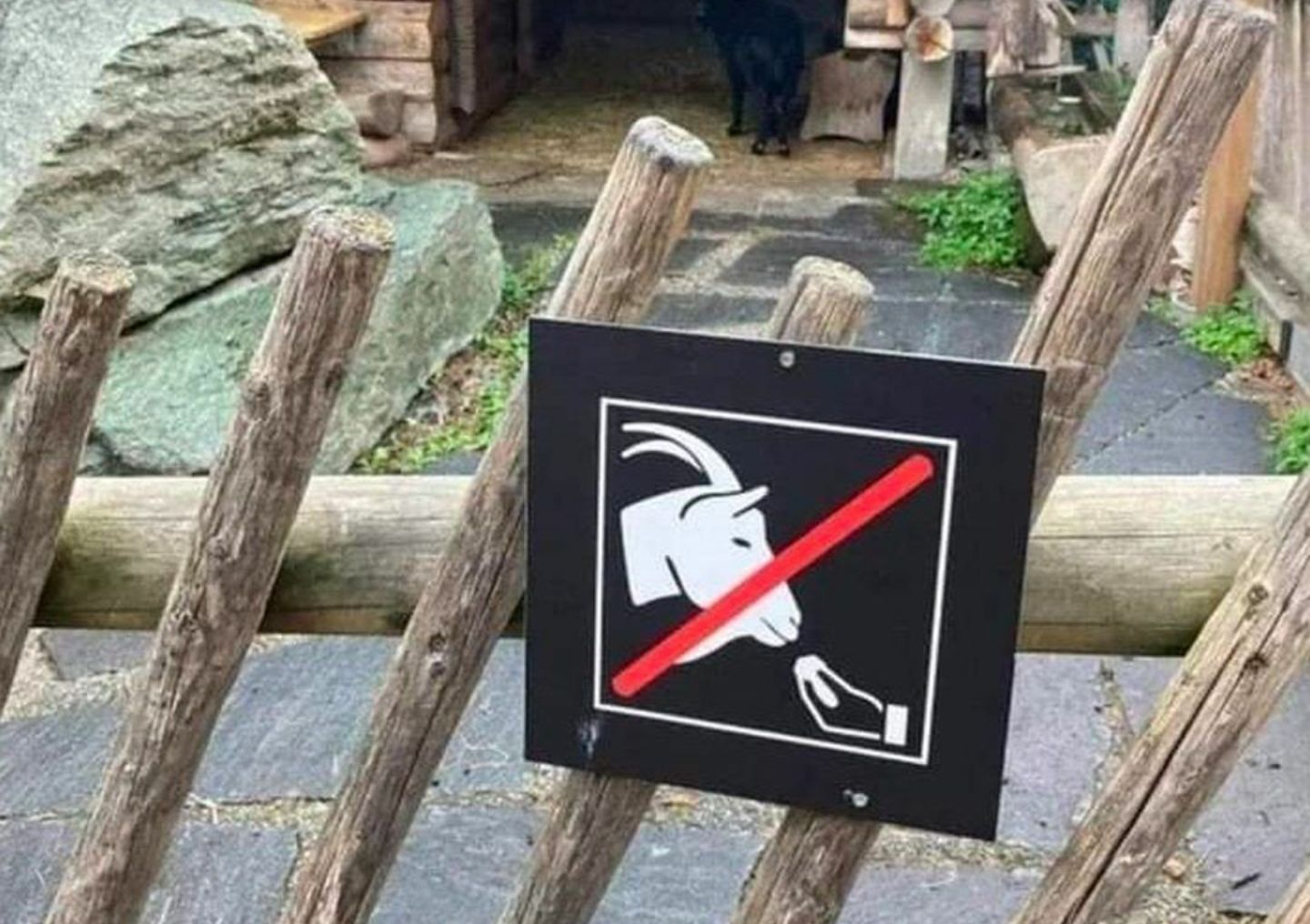 It is forbidden to speak italian with the goat