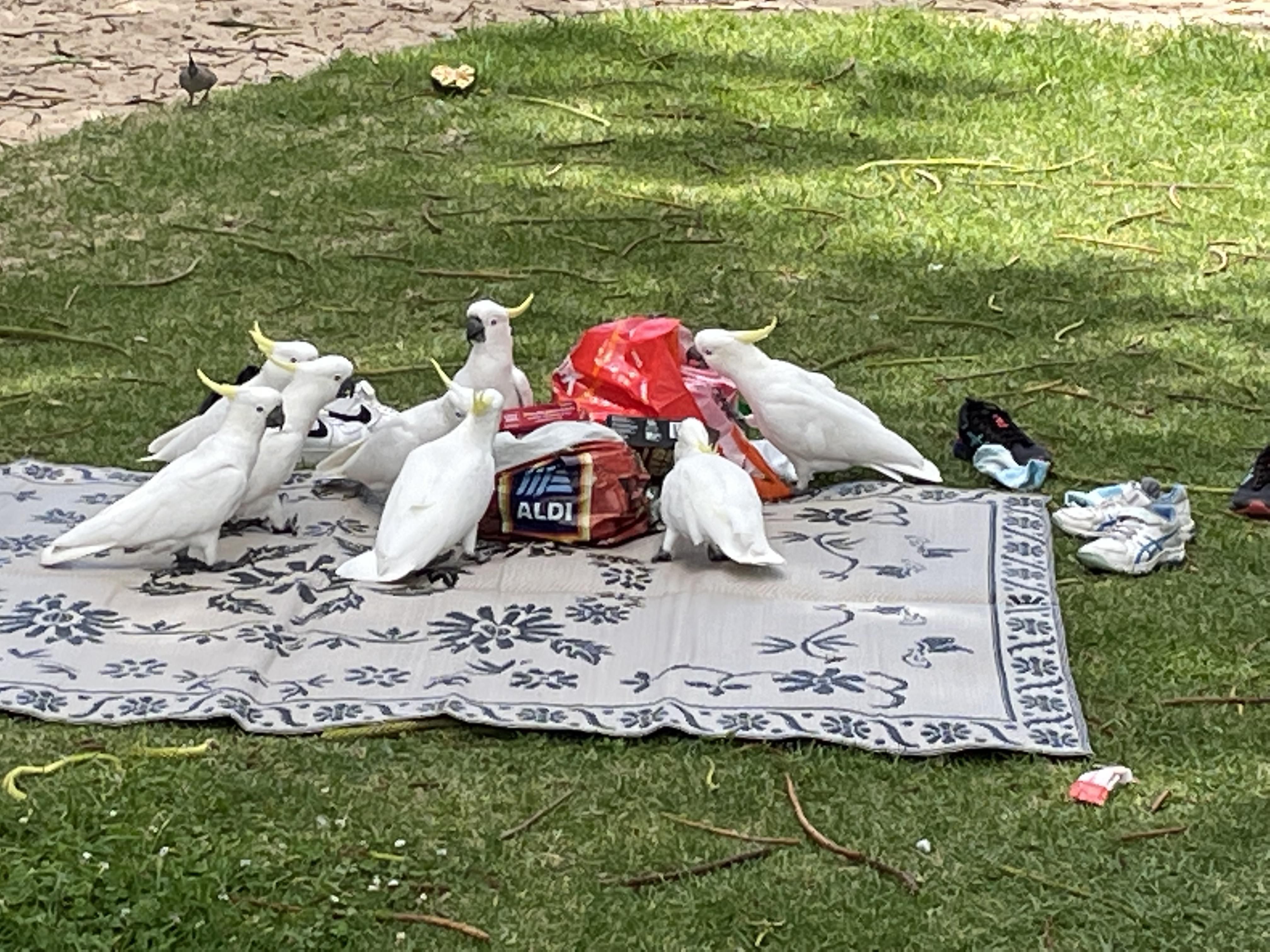 Never leave your picnic unattended in Australia.