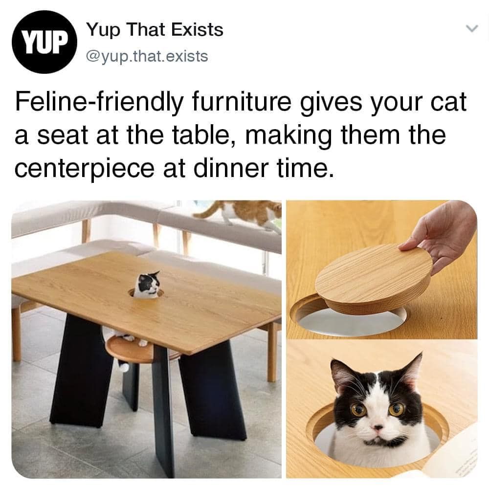 For the cat that likes to watch people eat