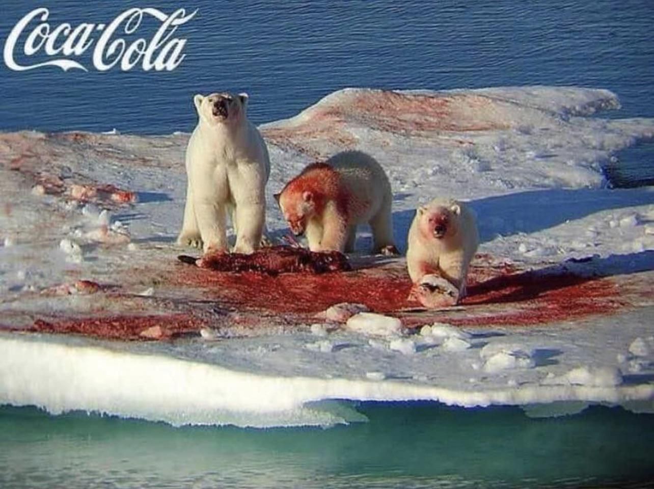 Family Of Polar Bears guzzles some cherry coke for the Holidays - colorized 1967