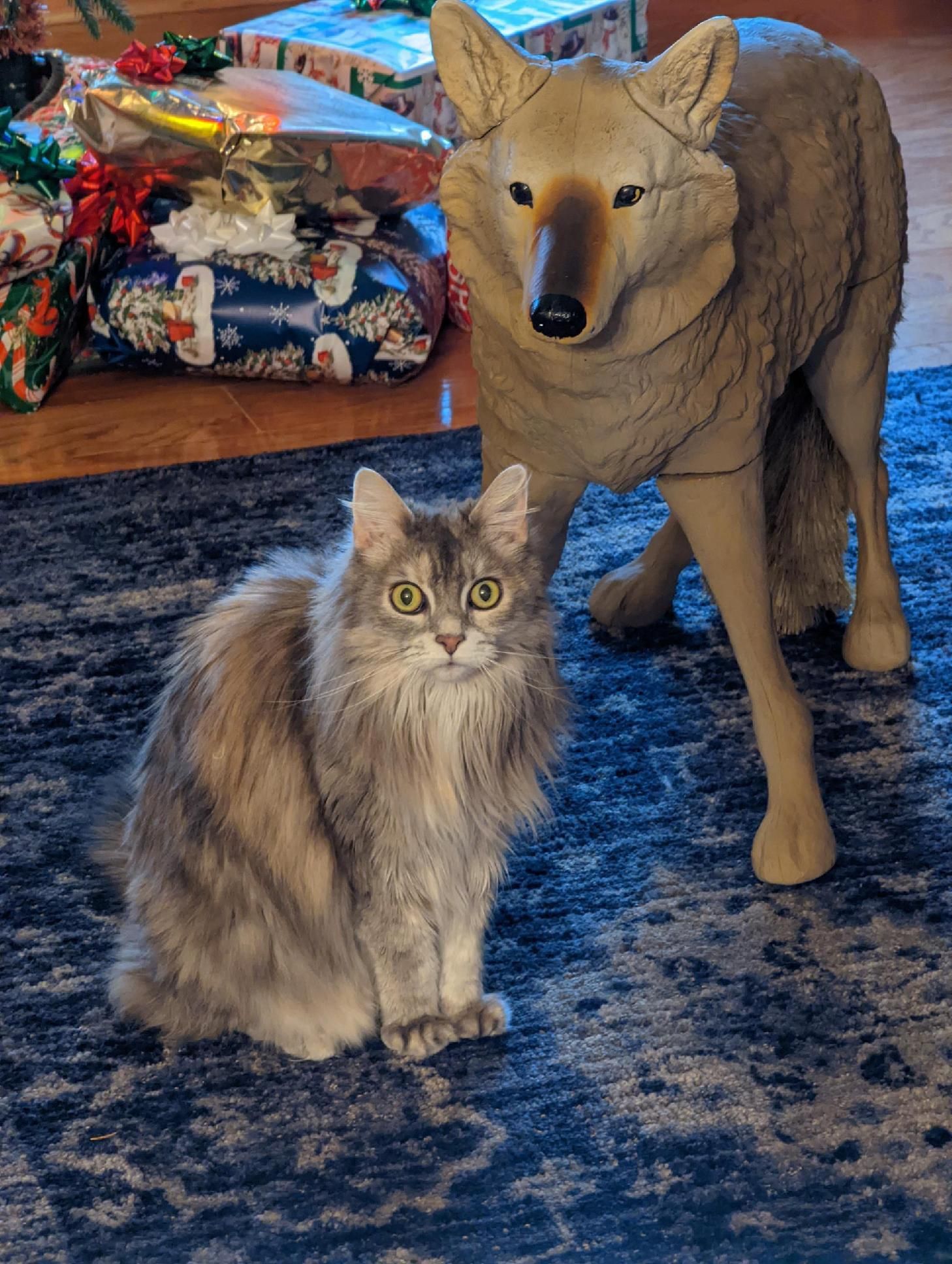 My dad bought my mom a coyote decoy for Christmas… cat loves it