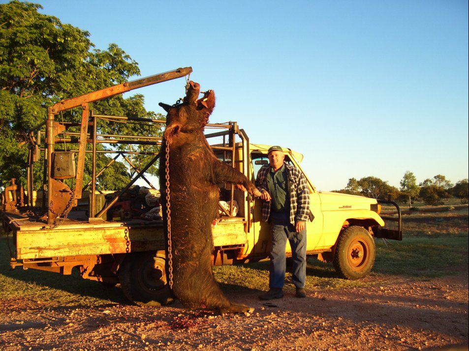 Australian farmer catches bush pig that was eating his dogs