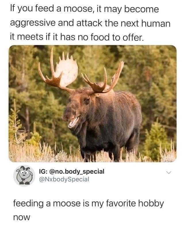 Loose the moose