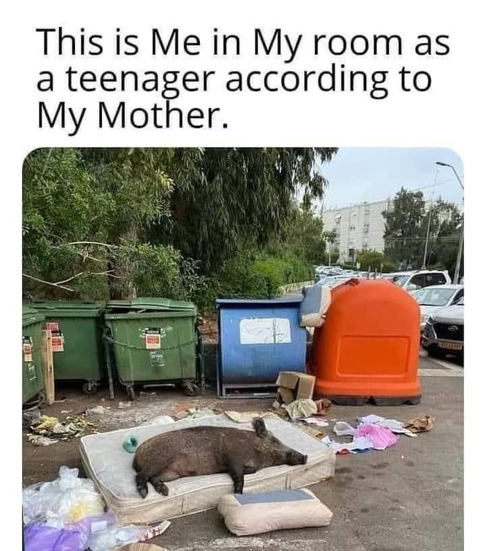 Pig in trash..