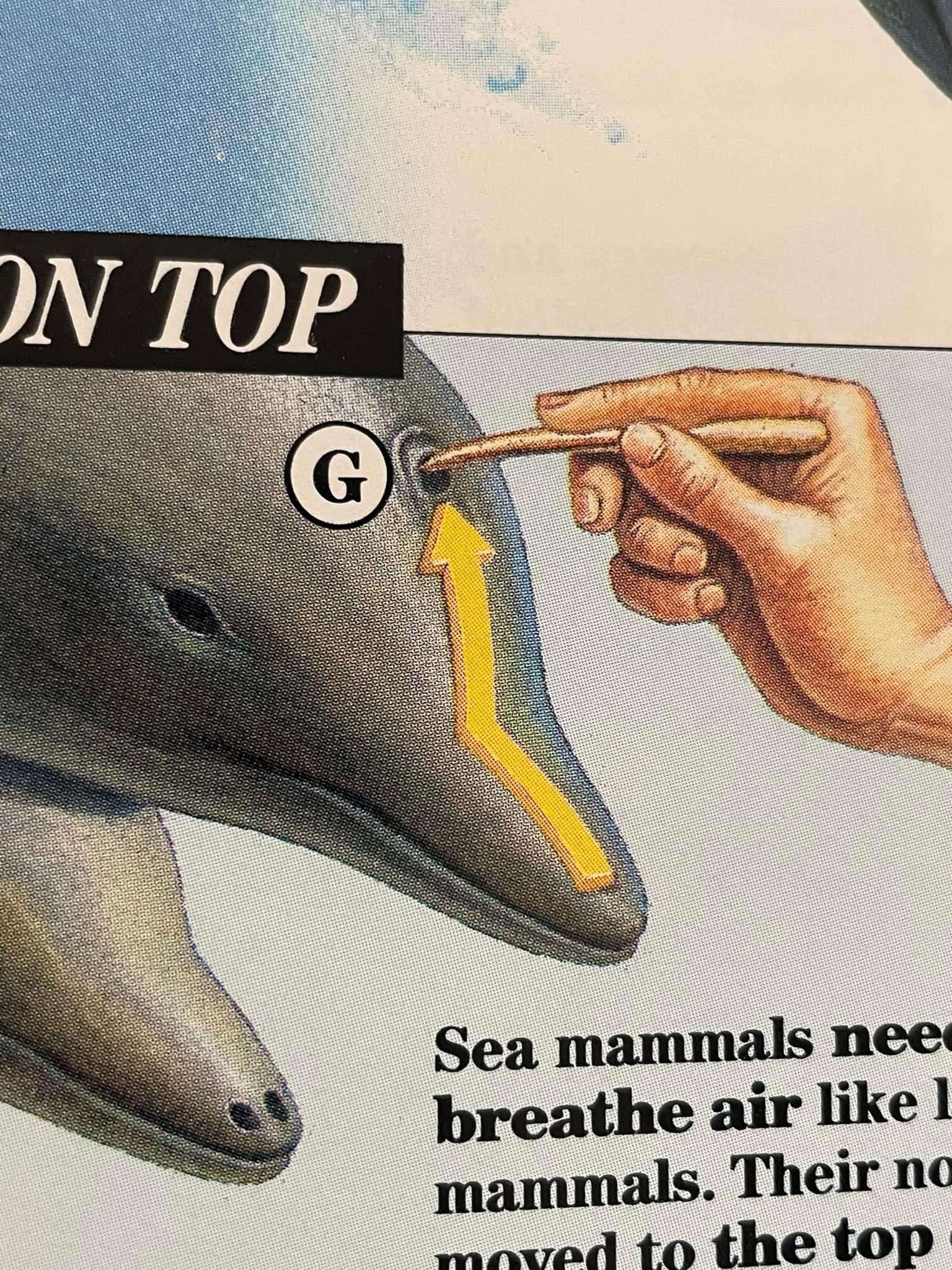 Dolphussy