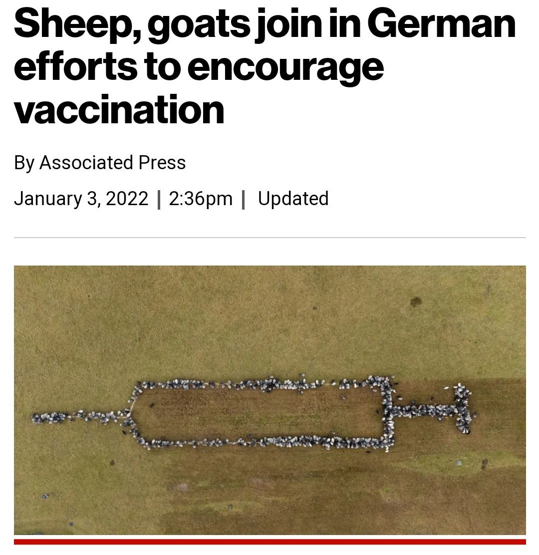 ok sheeple