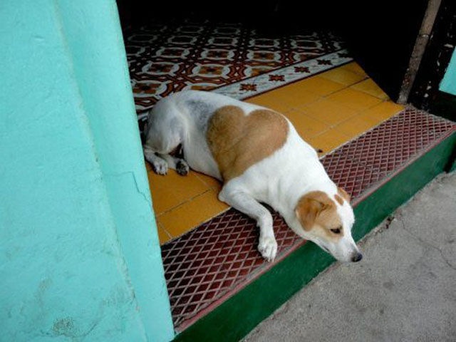 The love dog