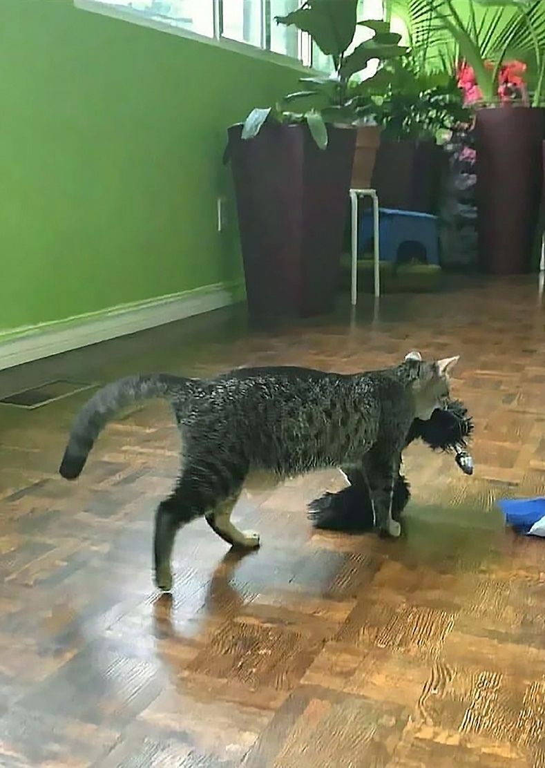 what the cat doin?