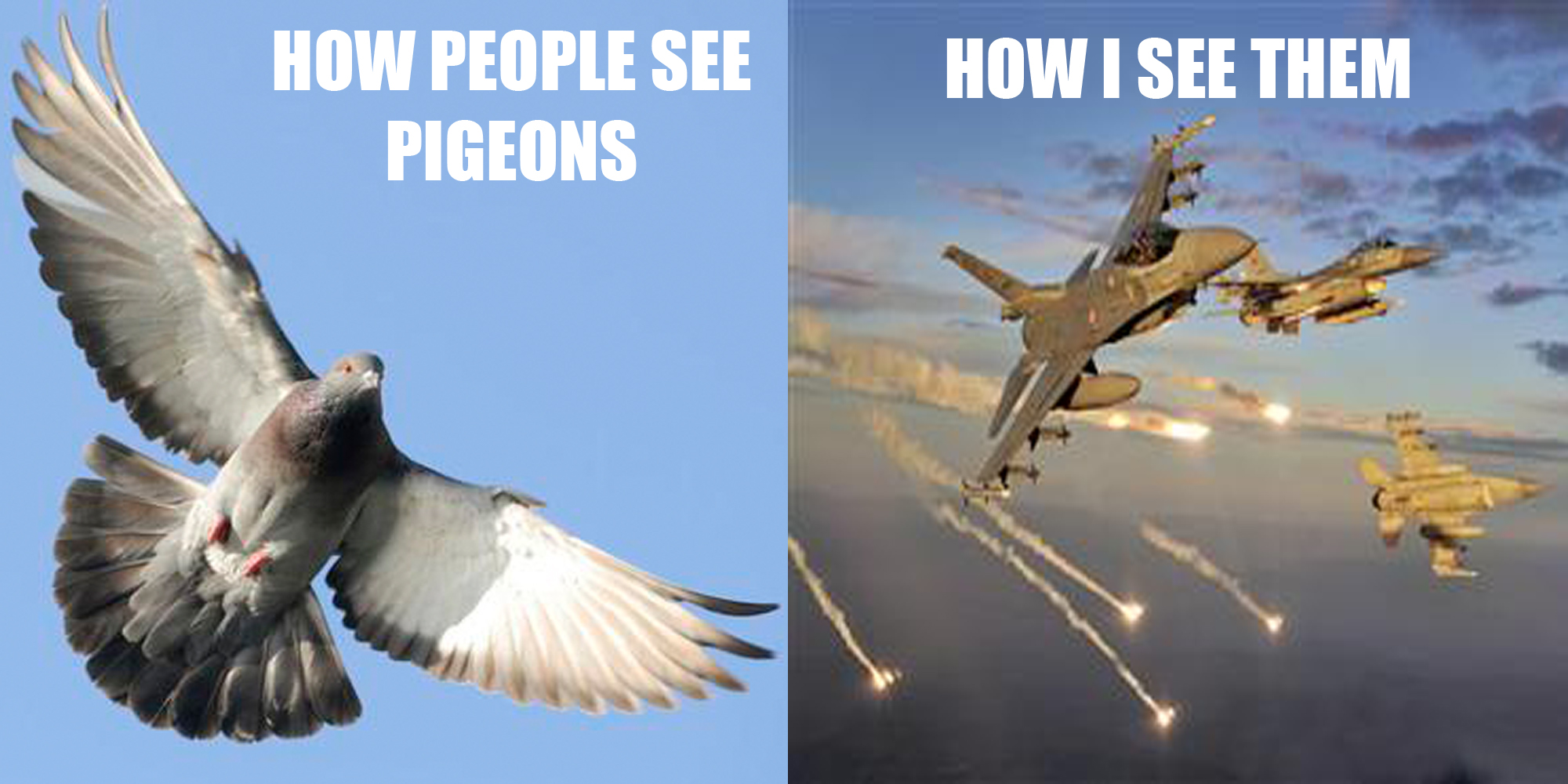 Pigeon Strike
