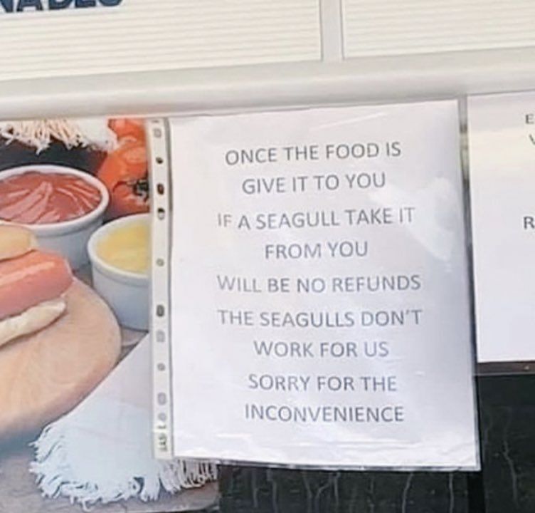 Totally not written by a seagull..