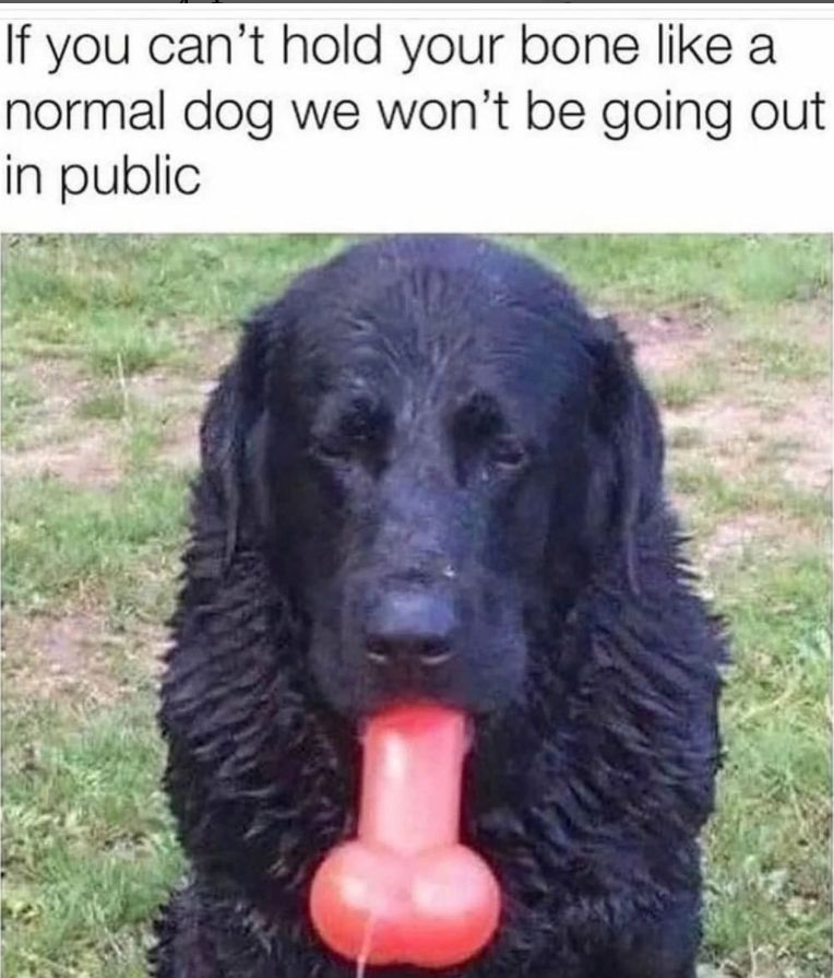 Ok you guys..who's dog is this?