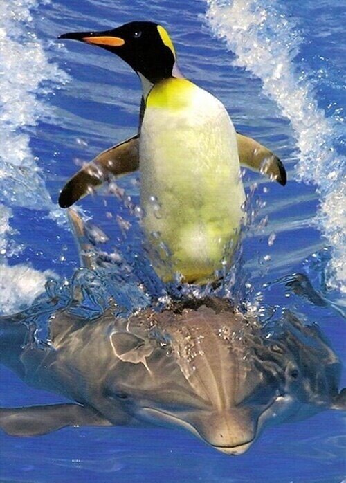 A penguin riding a dolphin. Your argument is invalid.