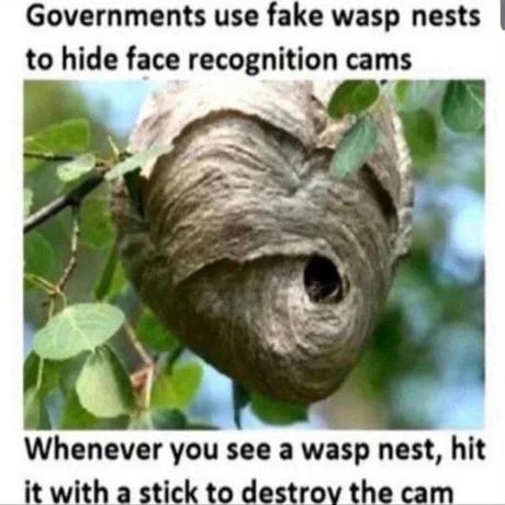 Wasps are not real, they are just holographic projections to scare you