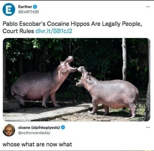 some people are hippos