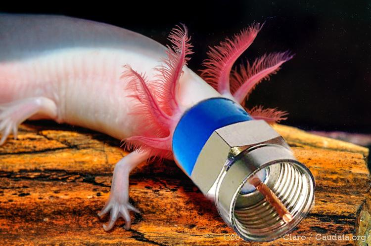 it's a Axialotl, or a coaxolotl