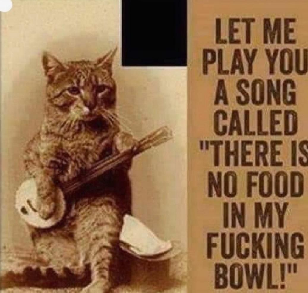 A song that all cat owners know