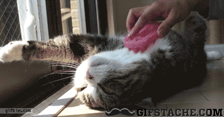All I Want To Do Is Be This Cat