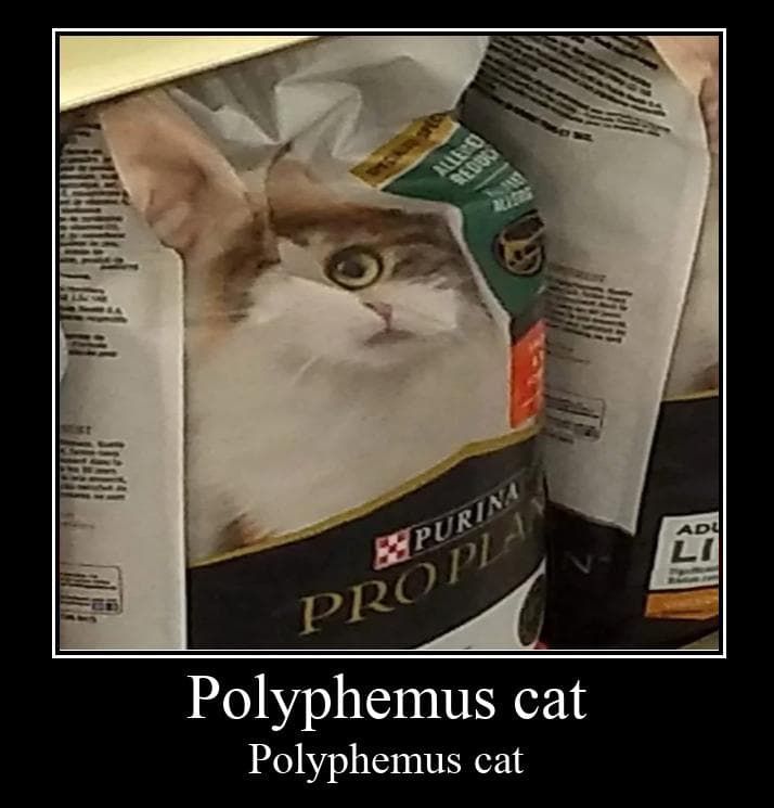 polyphemus cat