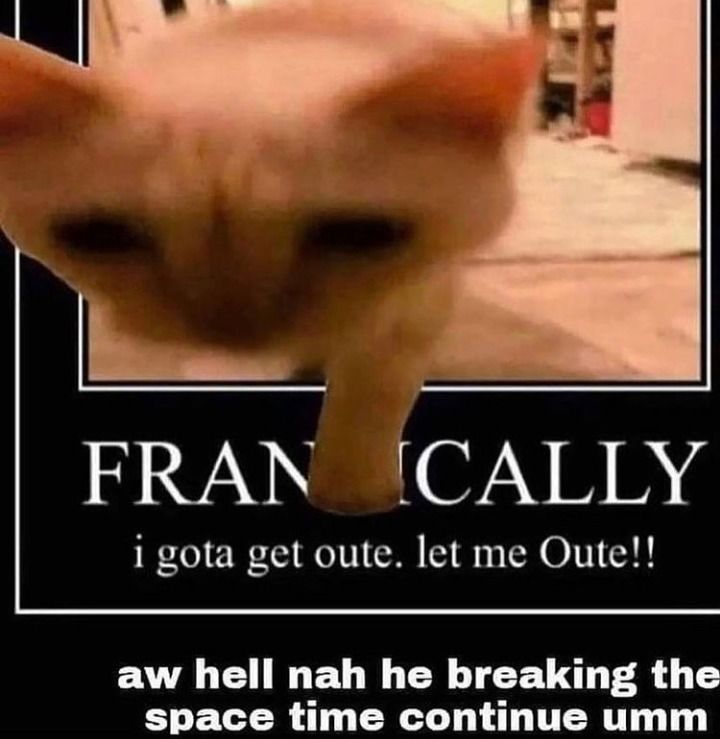 kot