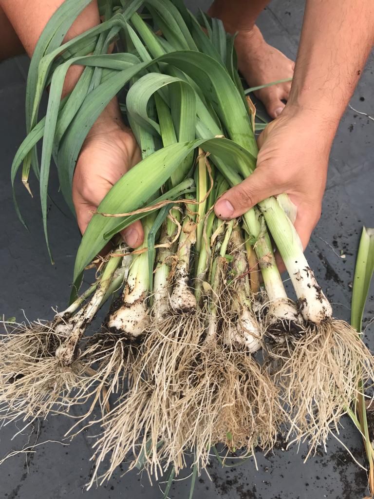 Harvest time my fellow gardeners (reclaim your onion in comments)