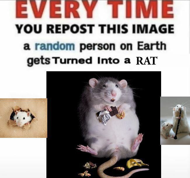 RAT'd