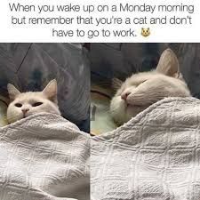 Gato