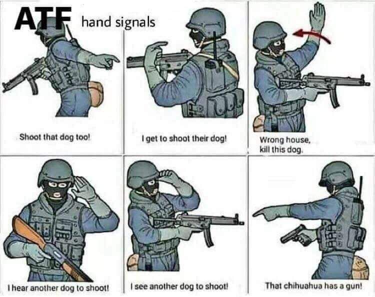Dogs
