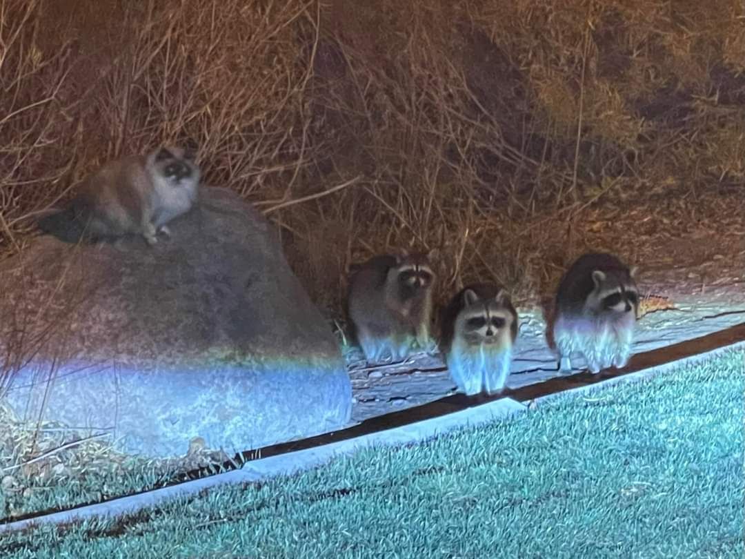 This cat ditched his owners to live his best life with his pals. The racoons must feed him well enough, he doesn't even stop by for cat food anymore.