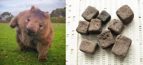 Little known fact; the wombats poops are cubed, so this could be taken to mean its the only animal on earth to literally shit bricks...... I'll see myself out.