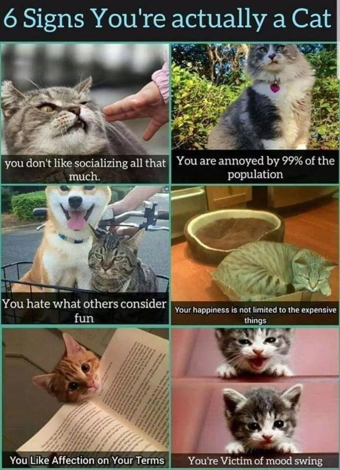 Are you a cat?