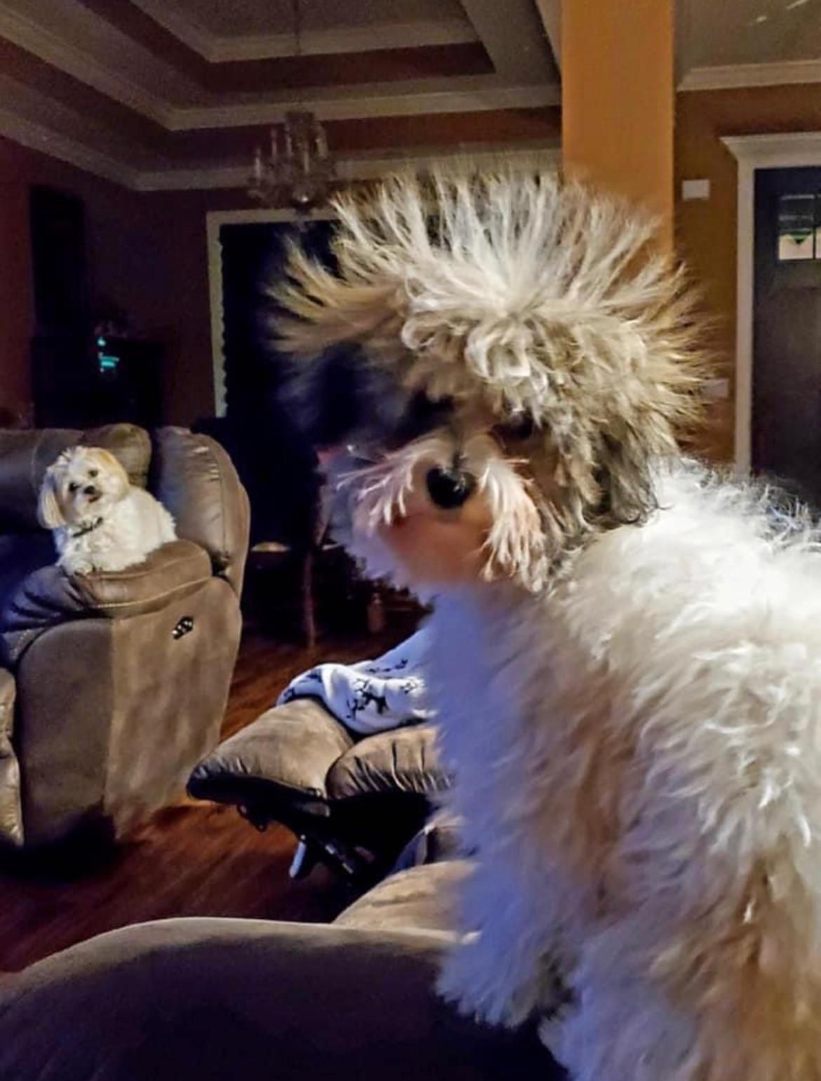Dog rolled in a staticky blanket. Look at his friend’s reaction.