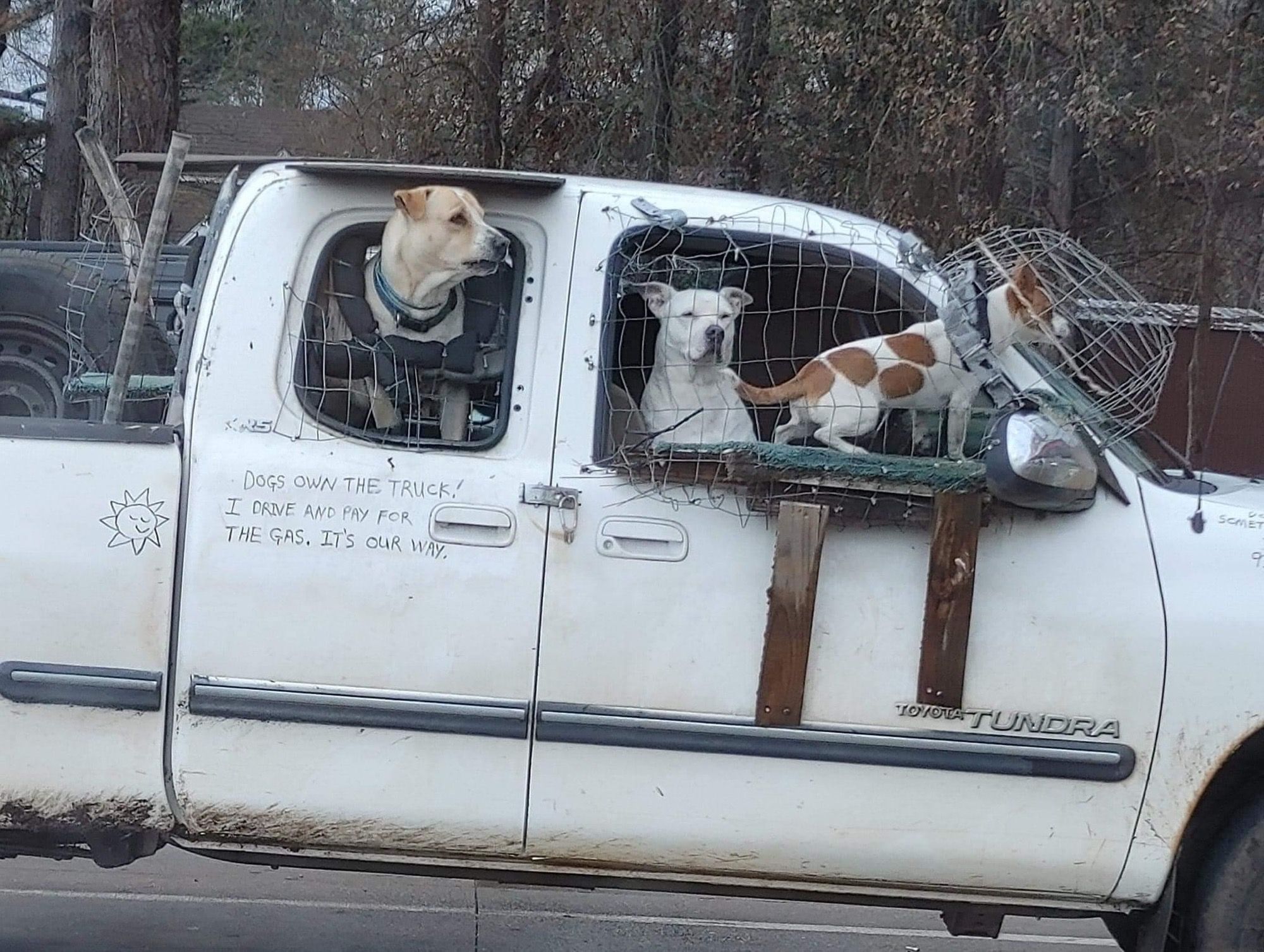 DOGS OWN THE TRUCK!