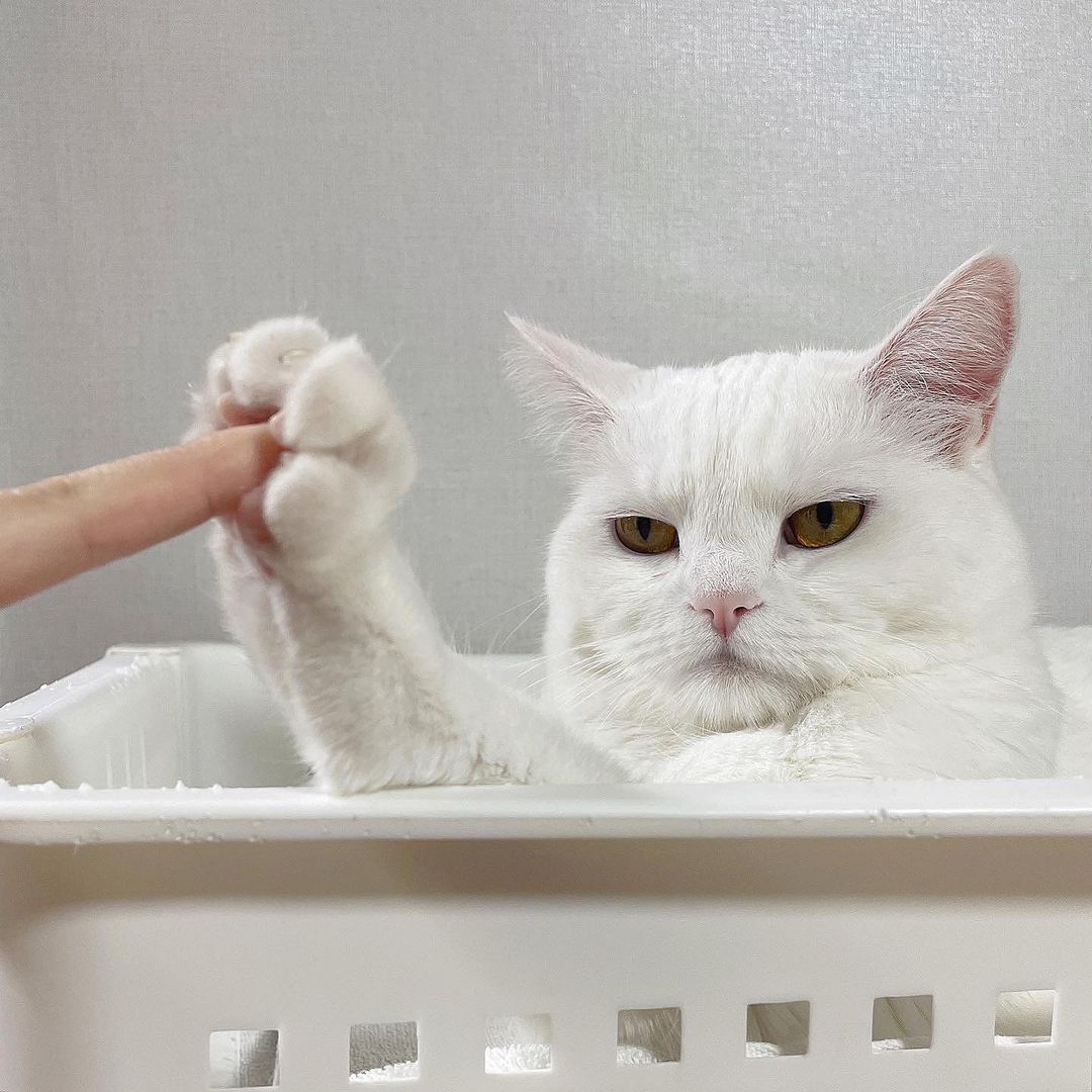 Cat who's had just about enough of getting pets