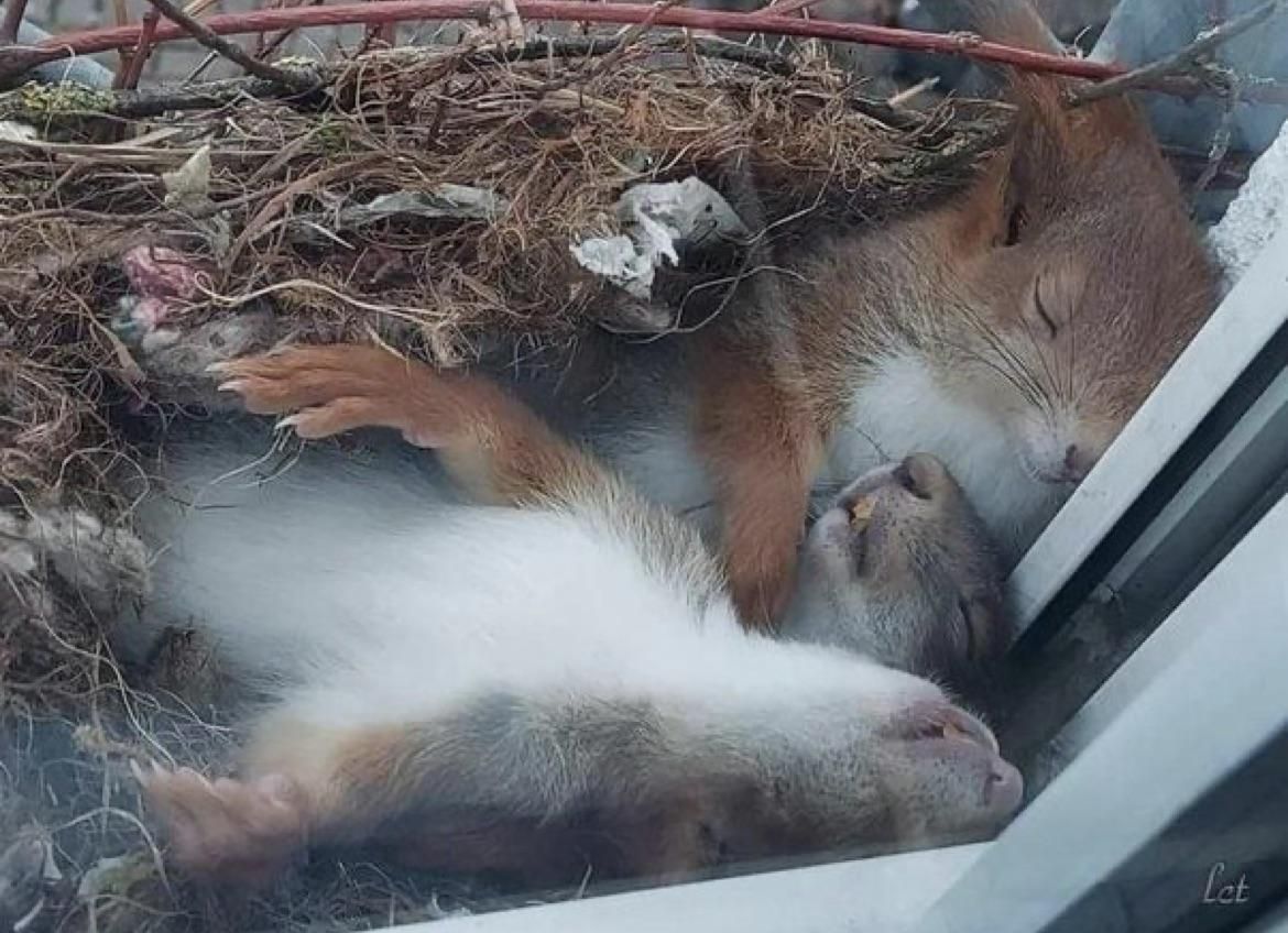 Squirrels forgot to check if they were sleeping on glass