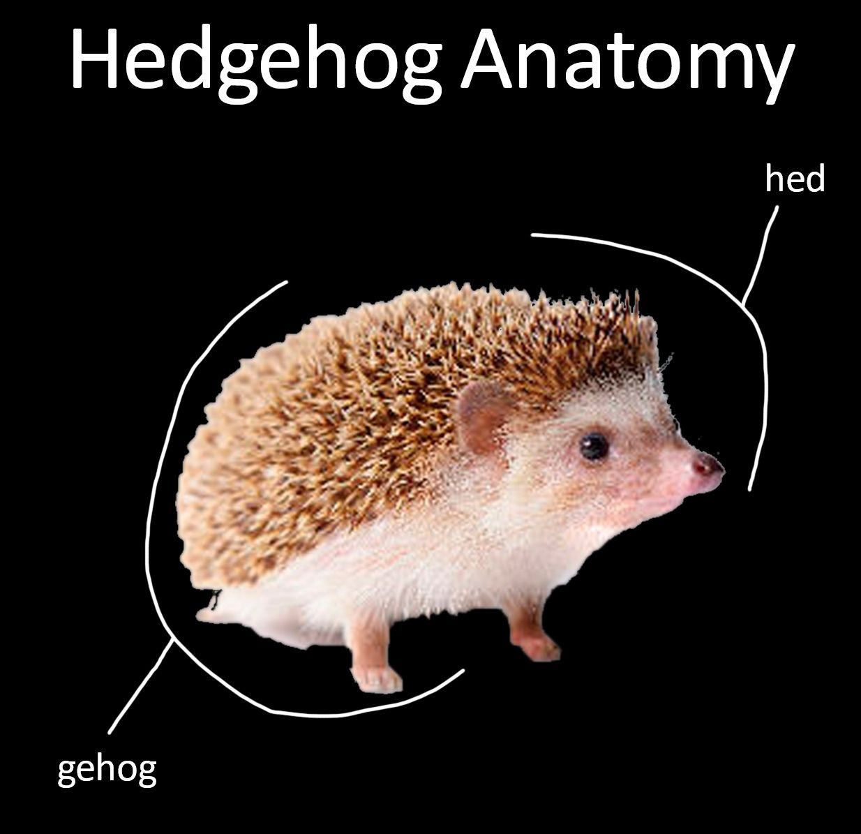 hog