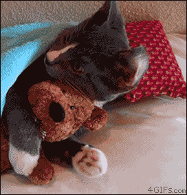 What are you looking at? The Teddy? NO! its mine!