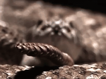Rattlesnake in slow motion